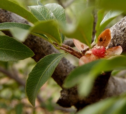 Ochna pretoriensis flowers and fruits