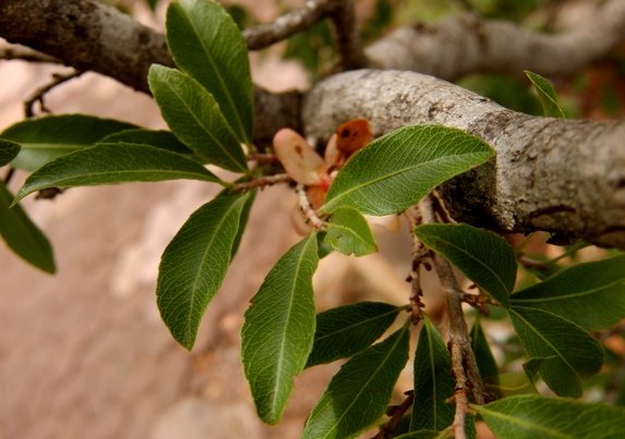 Ochna pretoriensis leaves