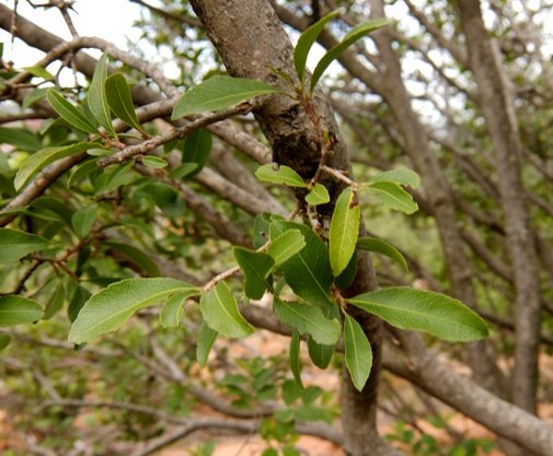 Ochna pretoriensis