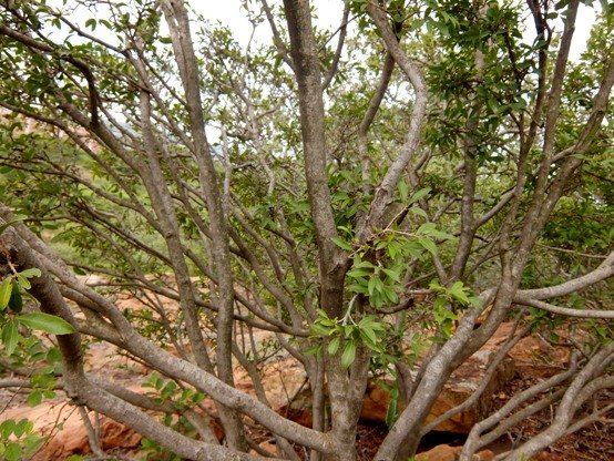 Ochna pretoriensis stems