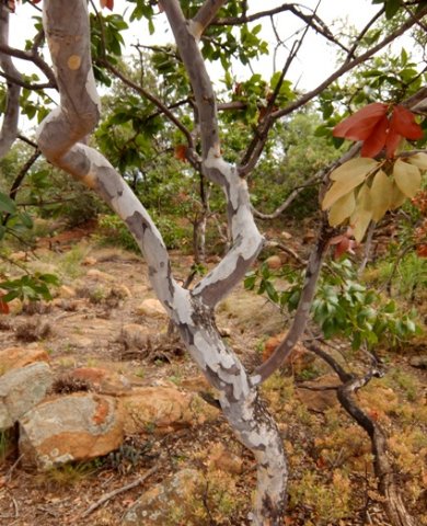 Ochna pulchra stem
