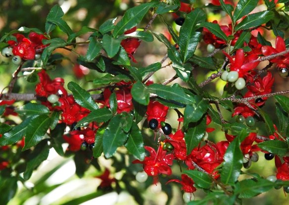 Ochna serrulata