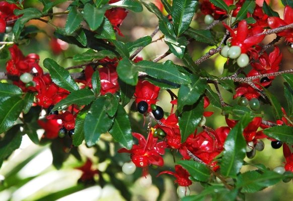 Ochna serrulata in fruit 