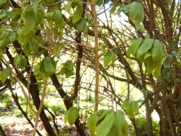 Ochna holstii