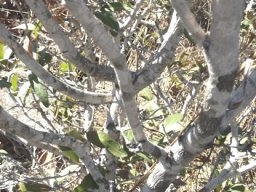 Ochna natalitia stems
