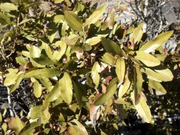 Ochna natalitia