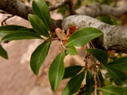 Ochna pretoriensis leaves