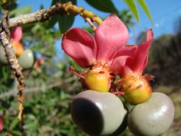 Ochna pulchra fruit and sepals