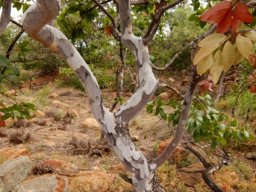 Ochna pulchra stem