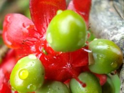 Ochna serrulata style, now maroon