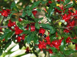 Ochna serrulata