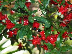 Ochna serrulata in fruit 