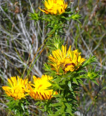 Oedera capensis