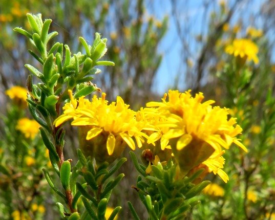 Oedera genistifolia leaves