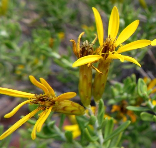 Oedera multipunctata flowerhead involucres