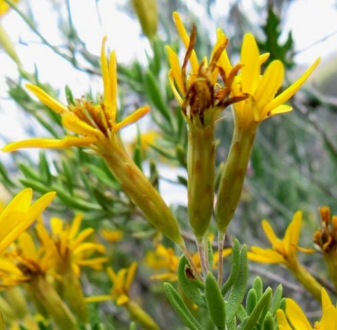 Oedera multipunctata stem-tip flowerhead cluster