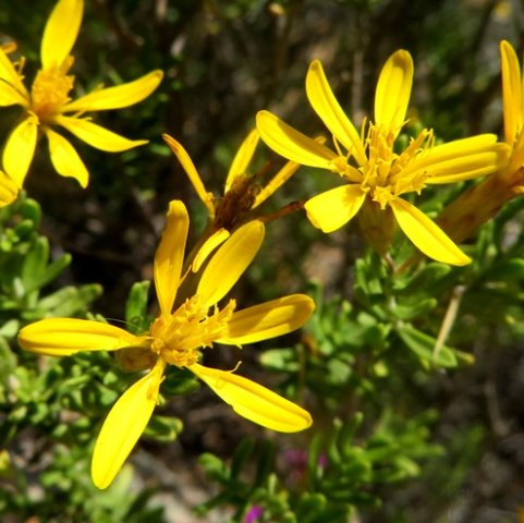 Oedera multipunctata flowerheads
