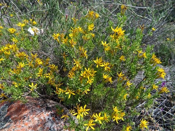 Oedera multipunctata