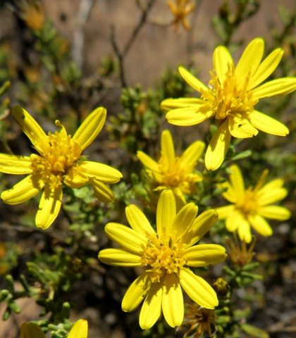 Oedera sedifolia flowerheads