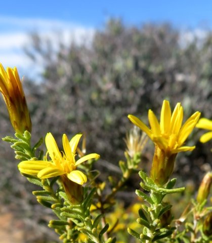 Oedera sedifolia floral stages