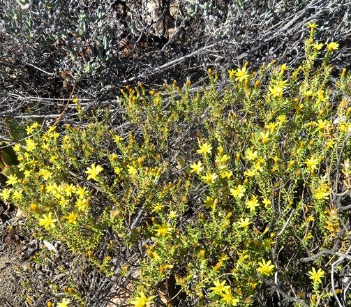 Oedera sedifolia