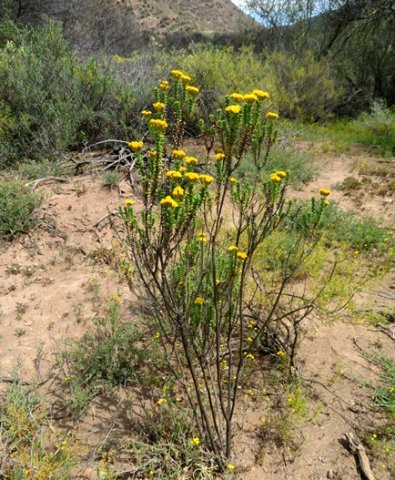 Oedera squarrosa