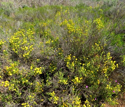 Oedera squarrosa forming a colony