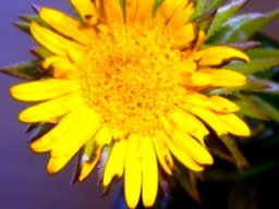 Oedera capensis flowerhead(s)