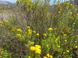 Oedera genistifolia