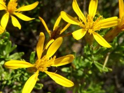 Oedera multipunctata flowerheads