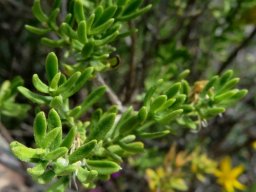 Oedera multipunctata leaves