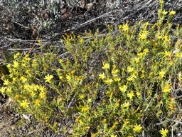 Oedera sedifolia