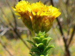 Oedera squarrosa involucres