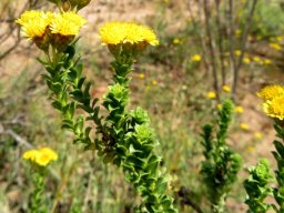 Oedera squarrosa leaves