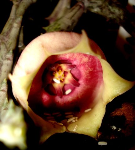 Orbea conjuncta flower facing outwards