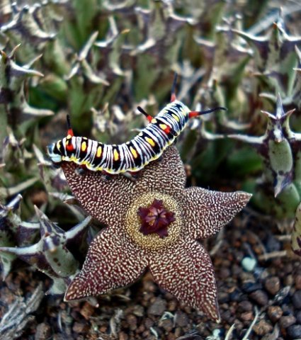 Orbea cooperi intimidated