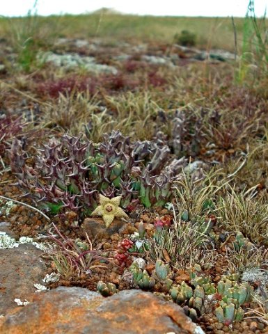 Orbea cooperi distribution and habitat