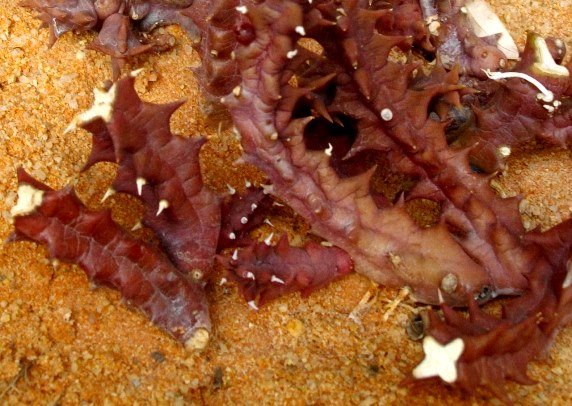 Orbea gerstneri subsp. elongata
