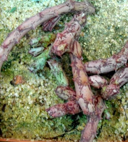 Orbea hardyi