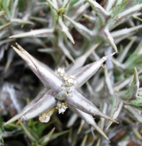 Orbea lutea subsp. lutea
