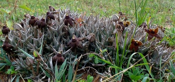 Orbea umbracula