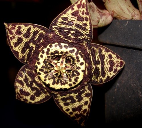 Orbea variegata