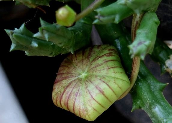 Orbea variegata big bud