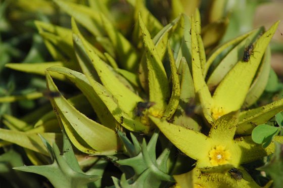 Orbea lutea subsp. lutea and insects