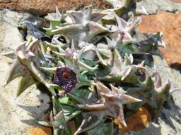 Orbea