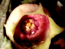 Orbea conjuncta flower facing outwards