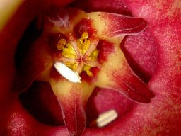 Orbea conjuncta flower centre