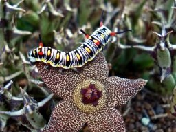 Orbea cooperi intimidated