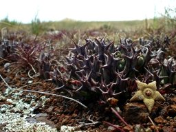 Orbea cooperi