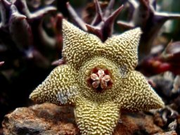 Orbea cooperi flower